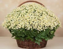 Цветочная композиция из Ромашки в корзине #REPLACE_PRED# Никольском Воронежской области